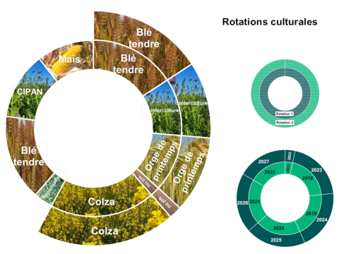 Rotations culturales du système Bas Carbone, blé, orge de printemps, colza, blé, maïs